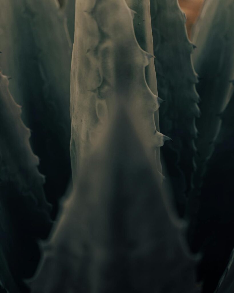 Illustration debunking common myths about SASSA grant applications.